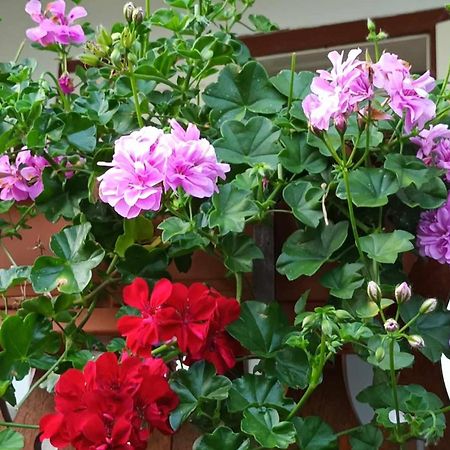 Casa De Vacanta Zsenik Vendeghaz Совата Екстериор снимка